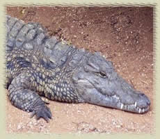 crocodile