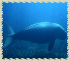 dugong1