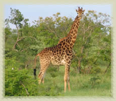 giraffe