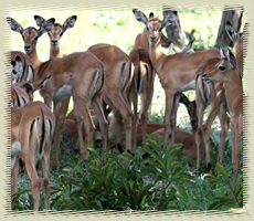 impalas