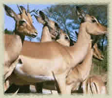 impalas