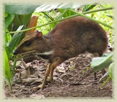 mousedeer