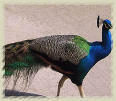 peacockpheasant