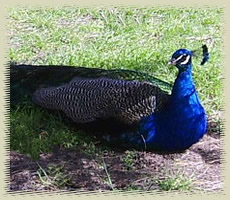 peacockpheasant