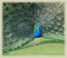 peacock