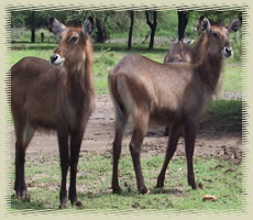 waterbucks